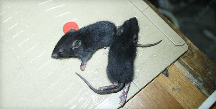 害獣が出たら無料で駆除